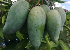 Xoài Thái