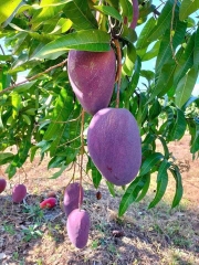 Xoài Tím Ngọc Vân