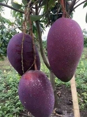 Xoài Tím Ngọc Vân