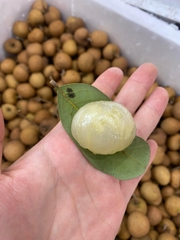 Thanh Nhãn Trái To