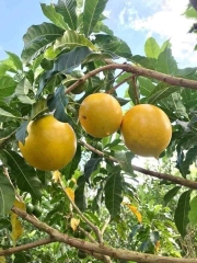 Vú Sữa Hoàng Kim