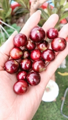 Nho Thân Gỗ 12 Vụ
