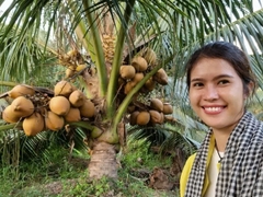 Dừa Xiêm Đỏ Mã Lai