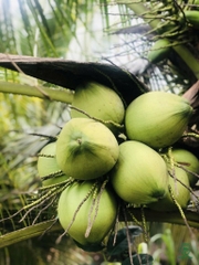 Dừa Xiêm Xanh