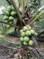 Dừa Xiêm Xanh