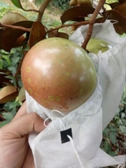 Vú Sữa Bơ Hồng