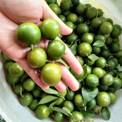 Tắc Bánh Xe