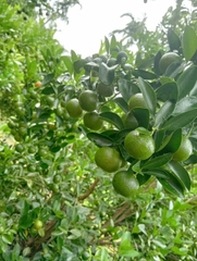 Tắc Bánh Xe