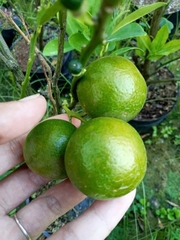 Tắc Bánh Xe