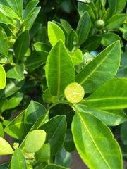 Tắc Không Hạt