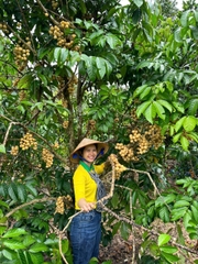 Bòn Bon Thái