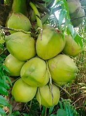 Dừa Ta