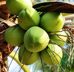 Dừa Ta