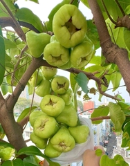Mận Tam Hoa