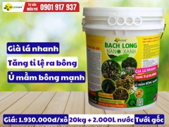Bạch Long Nano Xanh