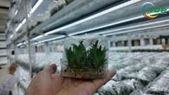 Cây giống dứa MD2