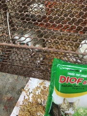 Thuốc diệt chuột DIOF