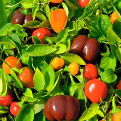 Agricultural products