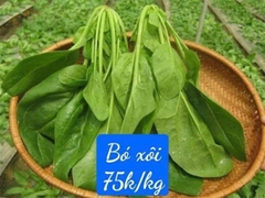 Cải bó xôi hữu cơ