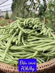 Đậu cove hữu cơ
