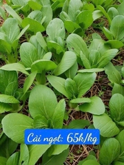 Cải ngọt hữu cơ