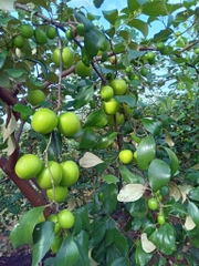 TÁO XANH SẠCH SIÊU NGON TỪ NÔNG TRẠI HỒ VÀNG, NINH THUẬN