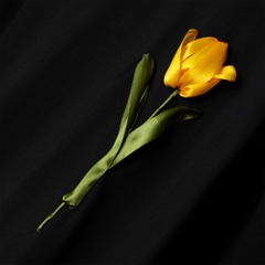 Áo Thun Thêu Ruy Băng Thủ Công - Hoa Tulip Vàng