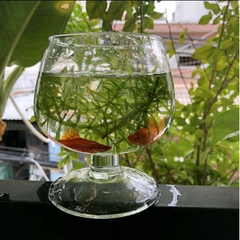 LY THỦY TINH NUÔI CÁ ĐỂ BÀN,CHẬU CÁ THỦY TINH MINI H12xD10