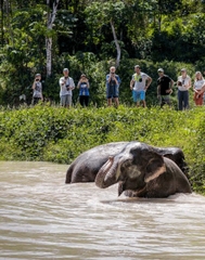 Tham quan Khu bảo tồn Voi ở Phuket nửa ngày (Phuket Elephant Sanctuary)_Optional Tour