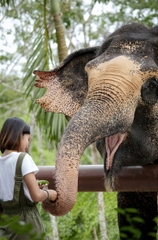 Tham quan Khu bảo tồn Voi ở Phuket nửa ngày (Phuket Elephant Sanctuary)_Optional Tour