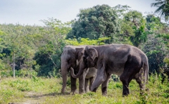 Tham quan Khu bảo tồn Voi ở Phuket nửa ngày (Phuket Elephant Sanctuary)_Optional Tour