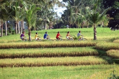Đạp xe khám phá Kintamani 1 ngày đón Resort ở Nusa Dua, Kuta và Sanur_Optional Tour