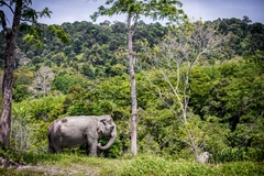 Phuket trọn gói 4 ngày 3 đêm_Resort 4 sao Nap Patong (Gia Đình)