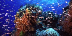Khám phá đảo Lembongan bằng Reef Cruise_Optional Tour