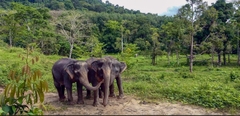 Phuket trọn gói 4 ngày 3 đêm_Resort 4 sao Nap Patong (Gia Đình)