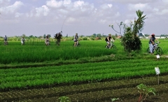 Tour xe đạp điện khám phá Jatiluwih 1 ngày_Optional Tour