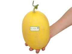 Dưa lưới Huỳnh Long trái 1.4kg-1.6kg