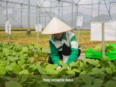 Rau mồng tơi 4KFarm
