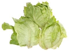 Xà lách búp mỡ