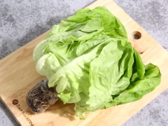 Xà lách búp mỡ thuỷ canh