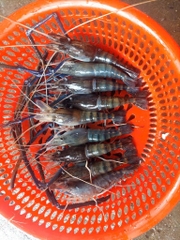 Tôm càng xanh sống. Size 15-20 con kg