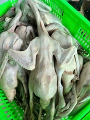Vịt tươi con 1,1kg đên 1,5kg