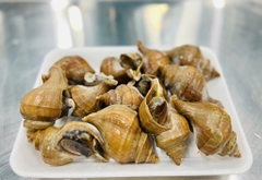 Ốc Xoắn Nhật size 15-20 con bịch 1kg