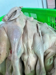 Vịt tươi con 1,1kg đên 1,5kg