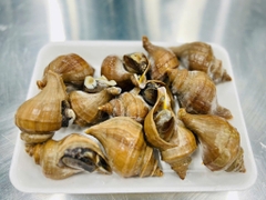 Ốc Xoắn Nhật size 15-20 con bịch 1kg
