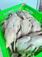 Vịt tươi con 1,1kg đên 1,5kg