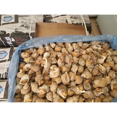 Ốc Bulot 500g