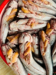 Cá lóc đồng ôm trứng 1kg