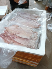 Mực ống xẻ 1 nắng size 5-6 con 1kg