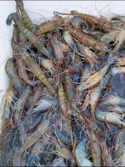 Tôm càng xanh sống. Size 15-20 con kg
